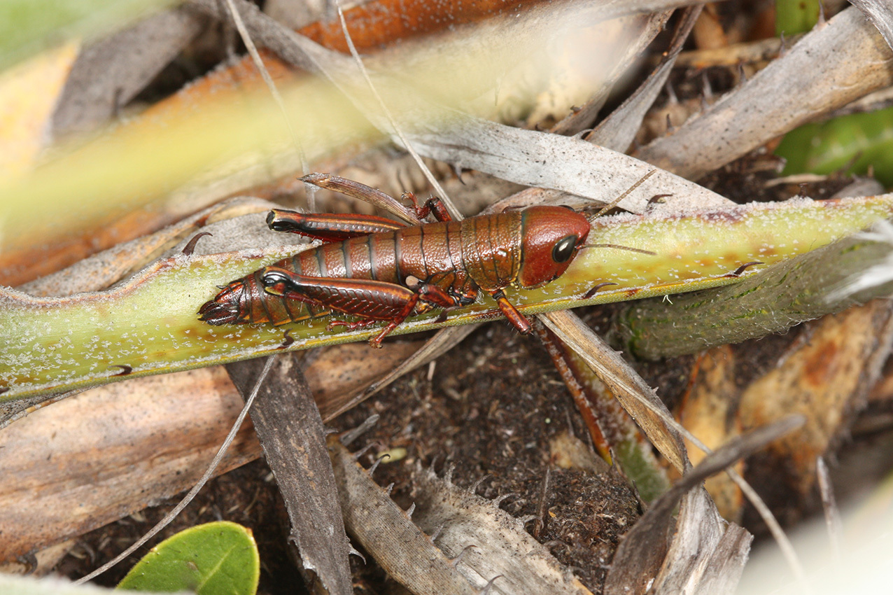 Quitus podocarpus image