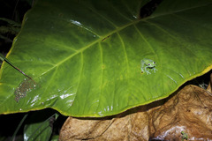 Nymphargus grandisonae