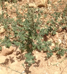 Chenopodium vulvaria