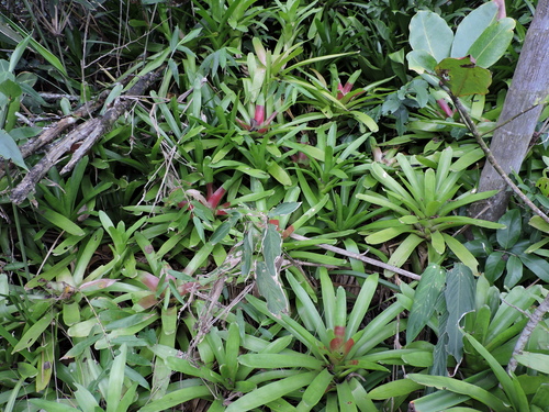 Neoregelia mcwilliamsii