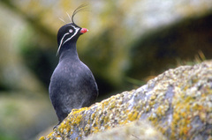 Whiskered Auklet photo 1