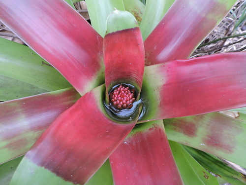 Neoregelia mcwilliamsii, photograph 1