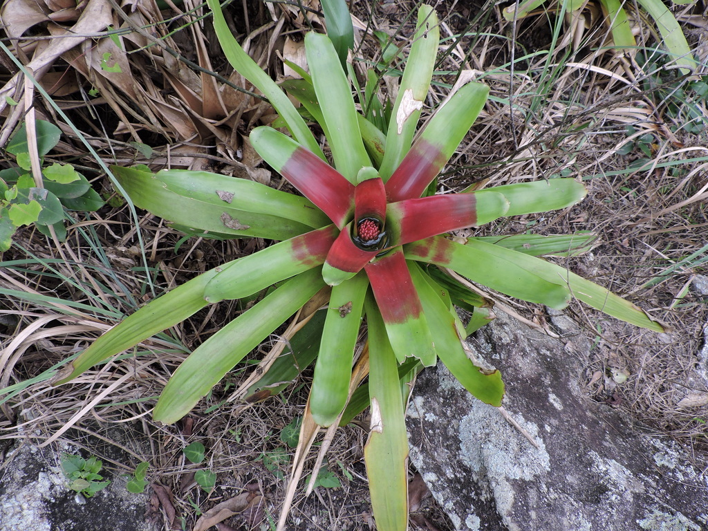 Neoregelia mcwilliamsii