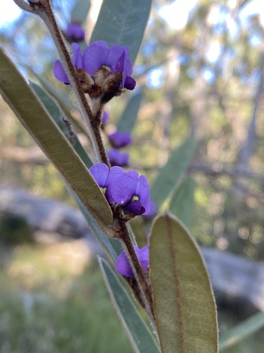 Hovea planifolia