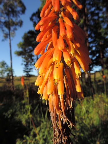 Kniphofia image