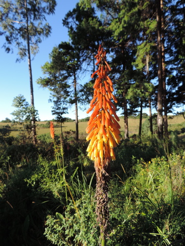 Kniphofia princeae image