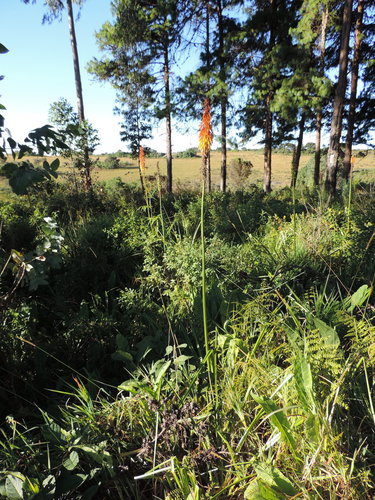 Kniphofia princeae image