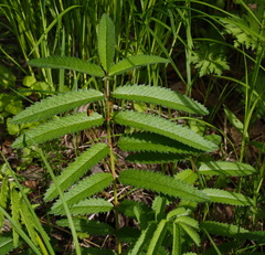 Sanguisorba tenuifolia
