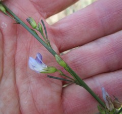 Psoralea diturnerae