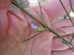 Psoralea diturnerae