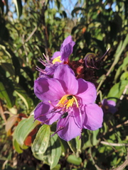 Dissotis princeps