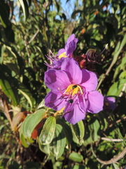 Dissotis princeps