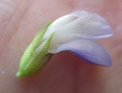 Psoralea diturnerae