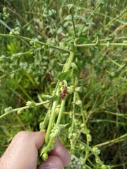 Calocoris nemoralis
