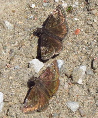 Erynnis lucilius