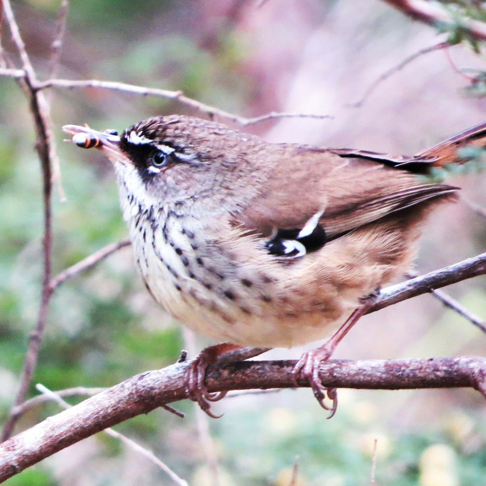 Spotted Scrubwren illustration