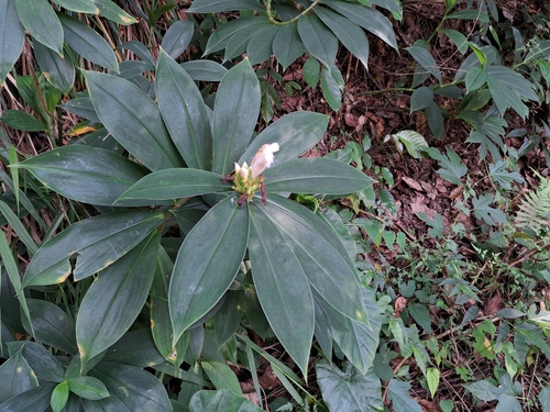 Hellenia speciosa