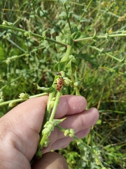 Calocoris nemoralis