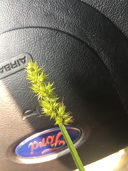 Carex stipata