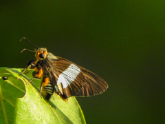 Coeliades forestan forestan