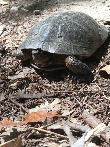 iNaturalist observation photo of Northwestern Pond Turtle