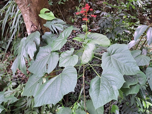 Clerodendrum japonicum
