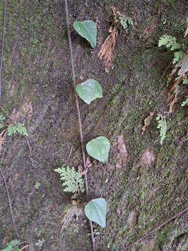 Pericampylus glaucus (Pericampylus glaucus)