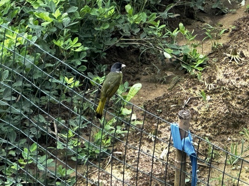 Collared Finchbill