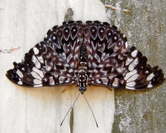 Hamadryas amphinome mazai