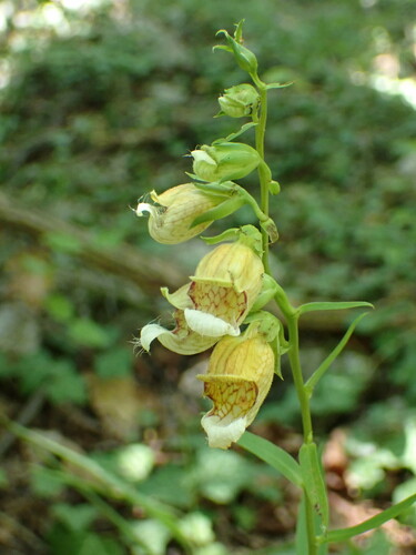 Image of Grecian Foxglove (Digitalis laevigata) by (c) Milan Chytrý, some rights reserved (CC BY)
