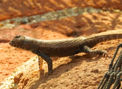 Sceloporus nelsoni