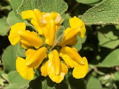 Phlomis viscosa
