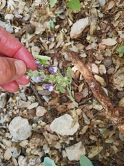 Scutellaria brevibracteata