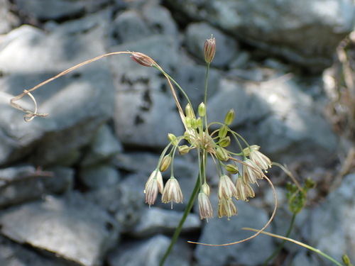Allium dinaricum photographed in Serbia