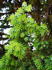 Juniperus drupacea