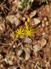 Petrosedum amplexicaule