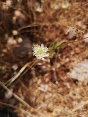 Lomelosia palaestina