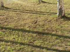 Turdus pilaris