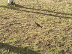 Turdus pilaris