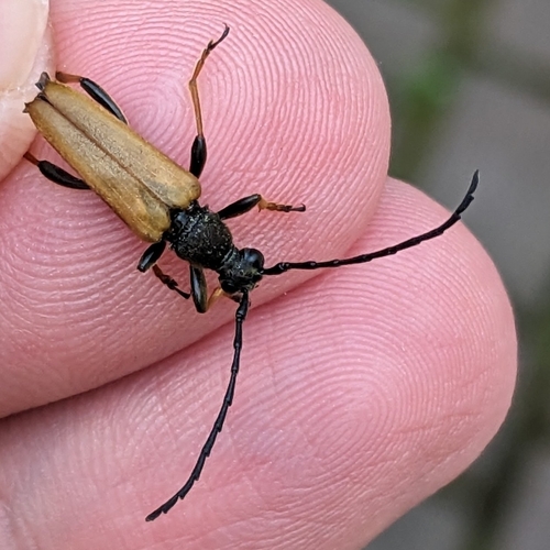 Photo of Red Pine Longhorn Beetle (Stictoleptura rubra)
