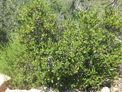 Rhamnus pilosa