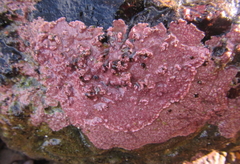 Lithophyllum