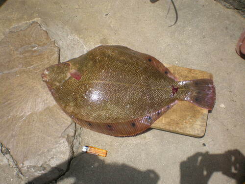 Spotted halibut (Verasper variegatus) — Pleuronectidae