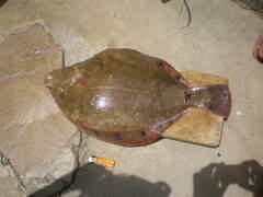 Spotted Halibut photo 2