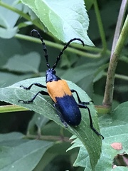 Desmocerus palliatus