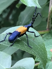 Desmocerus palliatus