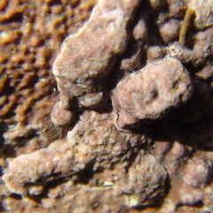 Lithophyllum