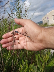Lestes macrostigma