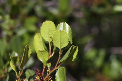 Rhamnus pilosa