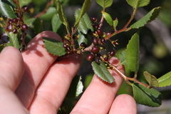 Rhamnus pilosa